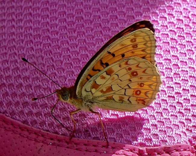 Niobe fritillary